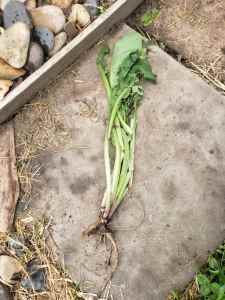 Comfrey plant, Bare rooted
