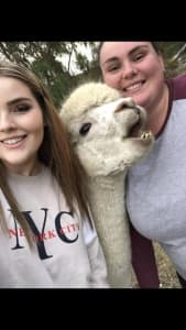 Alpaca hire for all occasions & events