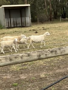 Pure Australian white ewes and lambs