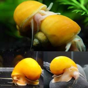 Aquarium mystery snails.