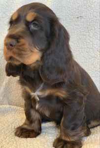 english cocker spaniel pups ANKC registered DNA tested