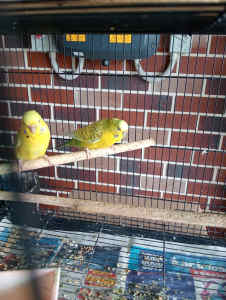 2 yellow Texas clearbody female budgies 