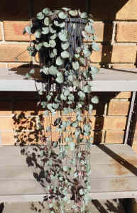 Long Ceropegia Woodii, Chain of Hearts with Flowers Buds/Flowers