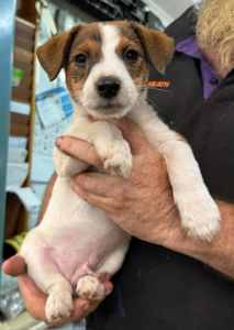 Jack Russel boy with a dash of Foxy
