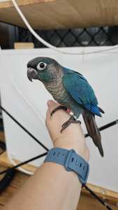 Handraised Companion Violet Green Cheeked Conures 