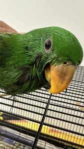 Eclectus Male parrot ready for new home