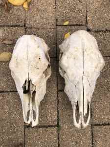 2 x Angus Cattle skulls