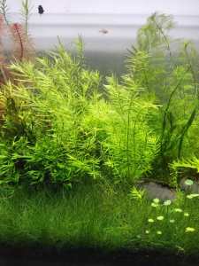 Aquarium plants Rotala Sp green