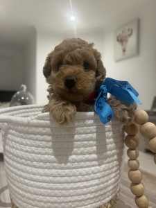 Toy poodle red boy. 
