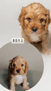 Beautiful Toy Cavoodle Puppy - ONE BOY AVAILABLE
