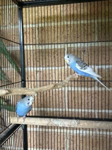 Baby budgies available now!