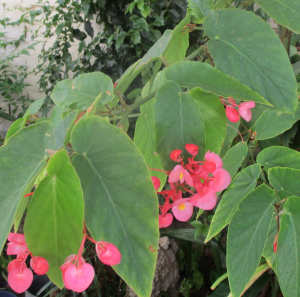 Bamboo Begonia Plant 1.3 to 2 meters $35 to $100