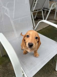 Mini Dachshund Cream puppy Boy for Sale