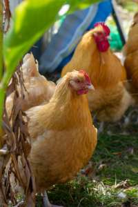 Purebred Buff Orpington Chickens: Fertile Eggs & Unsexed chicks