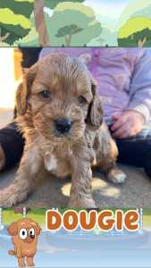CAVOODLE PUPPIES READY TO GO!