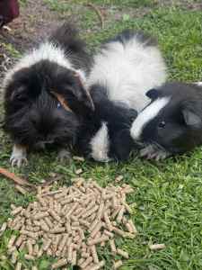 Guinea pigs (female only)