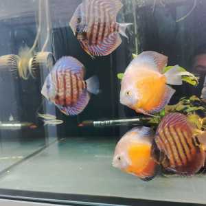 Beautiful Discus for sale