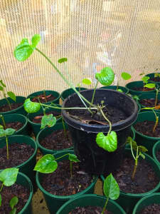 Potted Wasabi Japonica