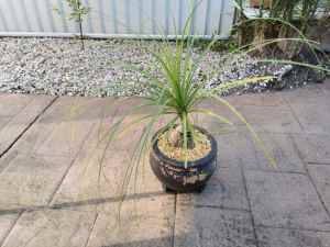 Pony Tail Palm Tree Plant