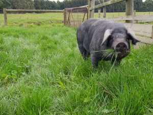 Large English Black Pigs, Certified Organic