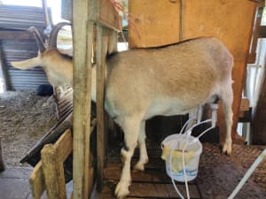 Dairy goats, in milk or ready to breed $250 - $400. 