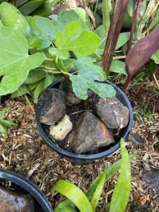 Genoa black fig trees in 12 inch pots