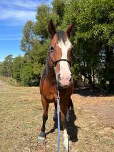 !SOLD! CLYDESDALE X STOCK HORSE MARE
