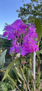 Purple Orchid in cream pot