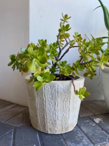 concrete pots with succulent plants