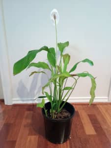 Peace Lily in 20cm pot (indoor air purifier)
