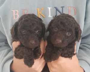 Purebred Choc and Black Toy Poodle Pups 