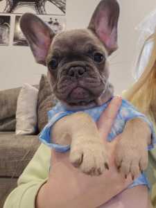 PUREBRED FRENCH BULLDOG PUPPIES READY TO GO NOW 