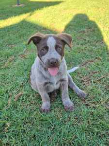 Cattle Dog Puppies