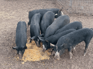 Pure breed Berkshire piglets