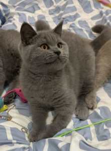 British Shorthair Pedigreed Kittens