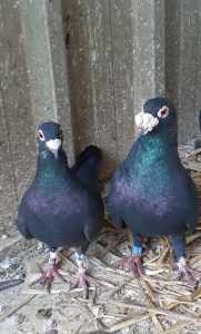 Race Pigeons, Only $50 Each.