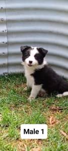 Beautiful long haired Pure-bred border collie puppies LAST ONE MALE 2