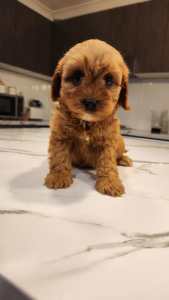 Sweet cavoodle puppies 