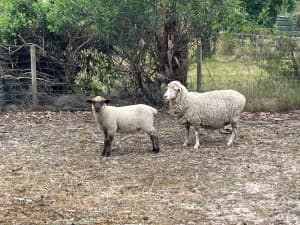Black Suffolk Cross Wether Lamb