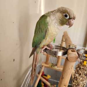 Hand Raised and really Tame Turquoise Green Cheek Conure