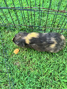 2 Guinea Pig and large cage. Full of personality! Comes with 