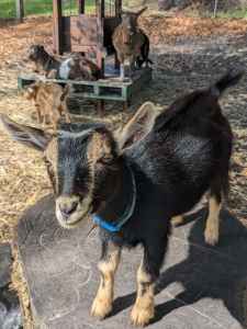 Nigerian Dwarf Miniature Goats, wethers and does