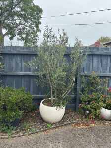 Beautiful 8-Year-Old Olive Tree in Premium Bunnings Pot - Must Go!