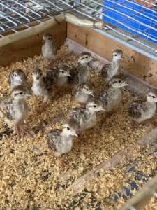 Chukar partridge chicks 1day to 2 weeks weeks old