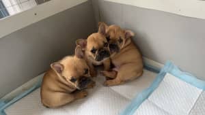French bulldog puppies 4 sale