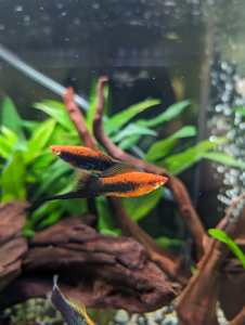 Male and Female Swordtails fish CLEARANCE 