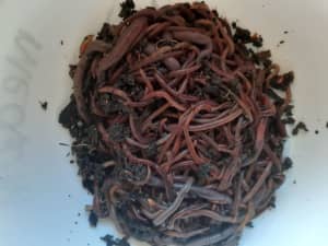 1000 Compost Worms (Best Recyclers Ever)
