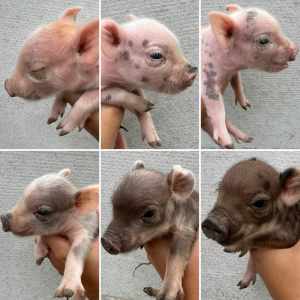 Australian Mini Piglets