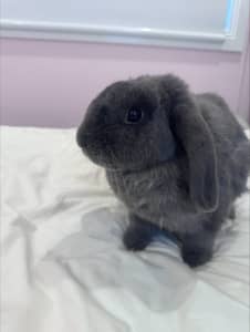 Adult Light Grey Mini Lop Rabbit