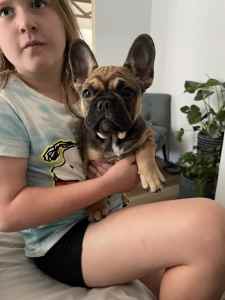 French Bulldog puppies ONE LEFT 